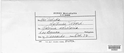 Meliola alstoniae image